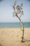 Αυτό το δένδρο στην παραλία του Σαρακήνικου δεν θα είναι σίγουρα τόσο μόνο τον Αύγουστο.